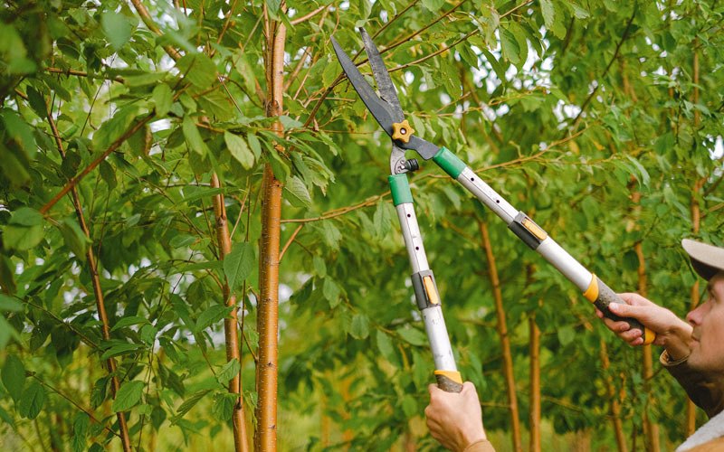 Tree trimming in Marcus, WA